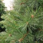 albero-murge-h240cm-1188-rami-in-pvc-slash-pp