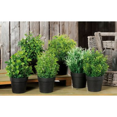 PIANTA AROMATICA DECORATIVA D.10XH20CM IN 6 MODELL