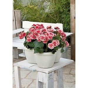 VASO TRIFOGLIO TREMITI 40X33XH16CM BIANCO PERLA