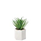 vaso-con-pianta-grassa-decorativa-d-dot-10xh18cm-in-2