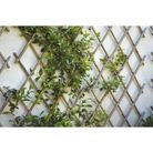 traliccio-estensibile-90x240cm-in-bamboo-naturale