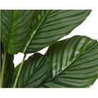 vaso-con-calathea-d-dot-60xh60cm