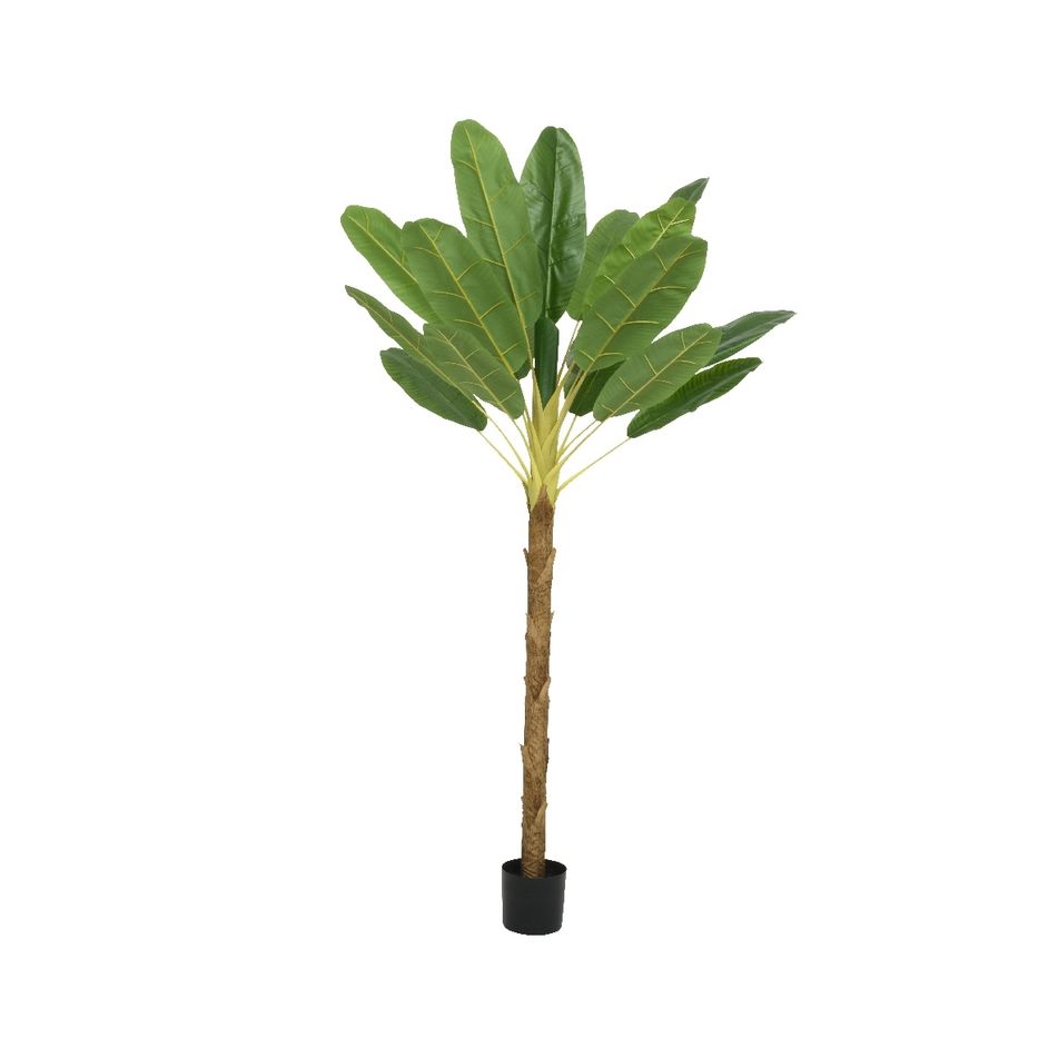 pianta-di-banano-120x120xh280cm-verde-con-vaso