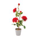 vaso-con-rosa-3-fiori-e-3-boccioli-d-dot-11xh55cm-in-4