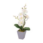 vaso-con-orchidea-d-dot-8xh34cm-in-4-colori-con-5-fior