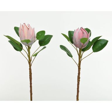 PROTEA ROSA 25XH52CM