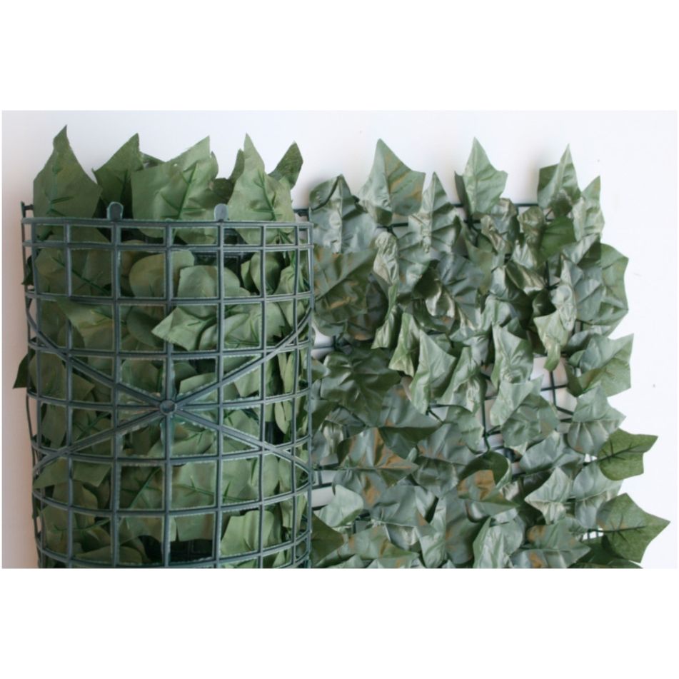 siepe-sempreverde-edera-15x3m