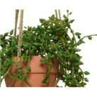 vaso-pensile-marrone-con-pianta-d-dot-10xh40cm-con-cor