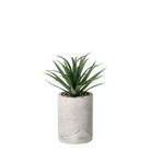 vaso-con-pianta-grassa-decorativa-d-dot-9xh22cm-in-2-c