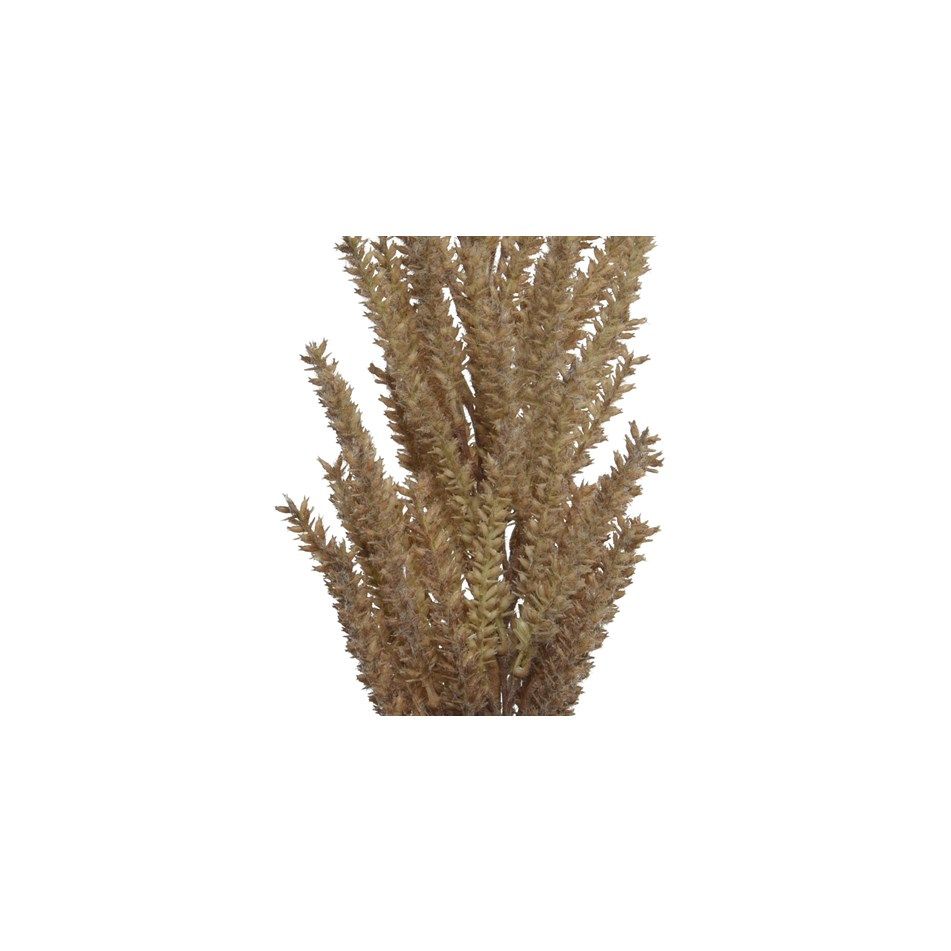 pampas-decorativa-marrone-h94cm-con-foglie