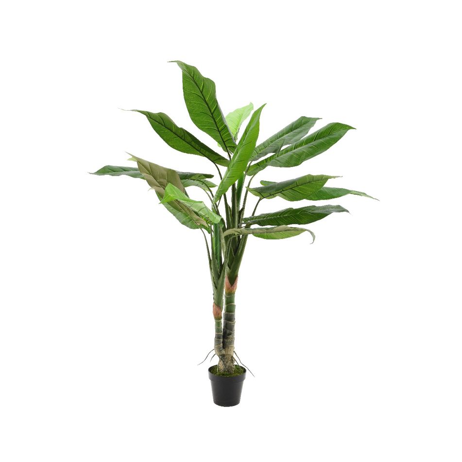 vaso-con-palma-della-fortuna-90xh150cm