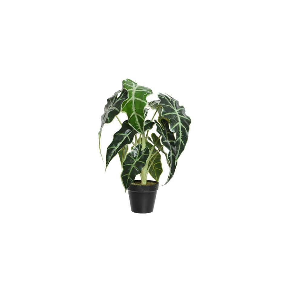 vaso-con-alocasia-d-dot-27xh50cm