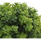 vaso-hedge-d-dot-12xh13cm-con-pianta