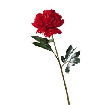 PEONIA X DECORAZIONE ASS6COL CM81