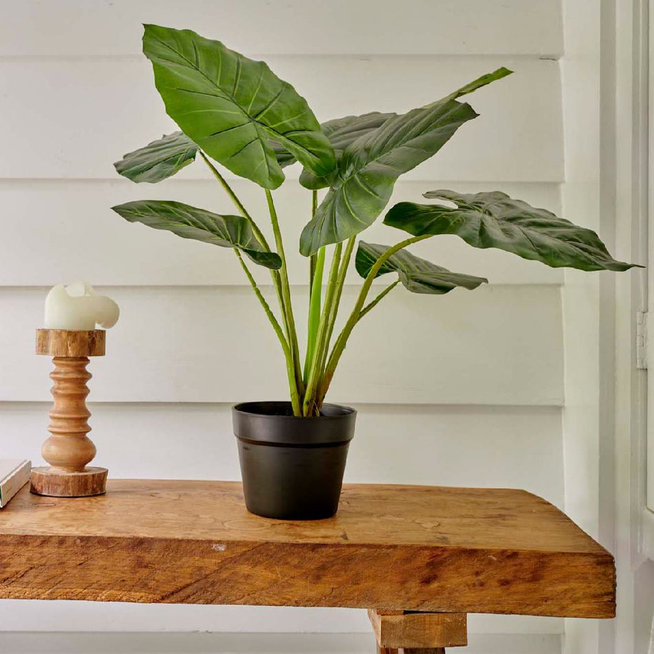 vaso-con-alocasia-69x69xh52cm-di-plastica