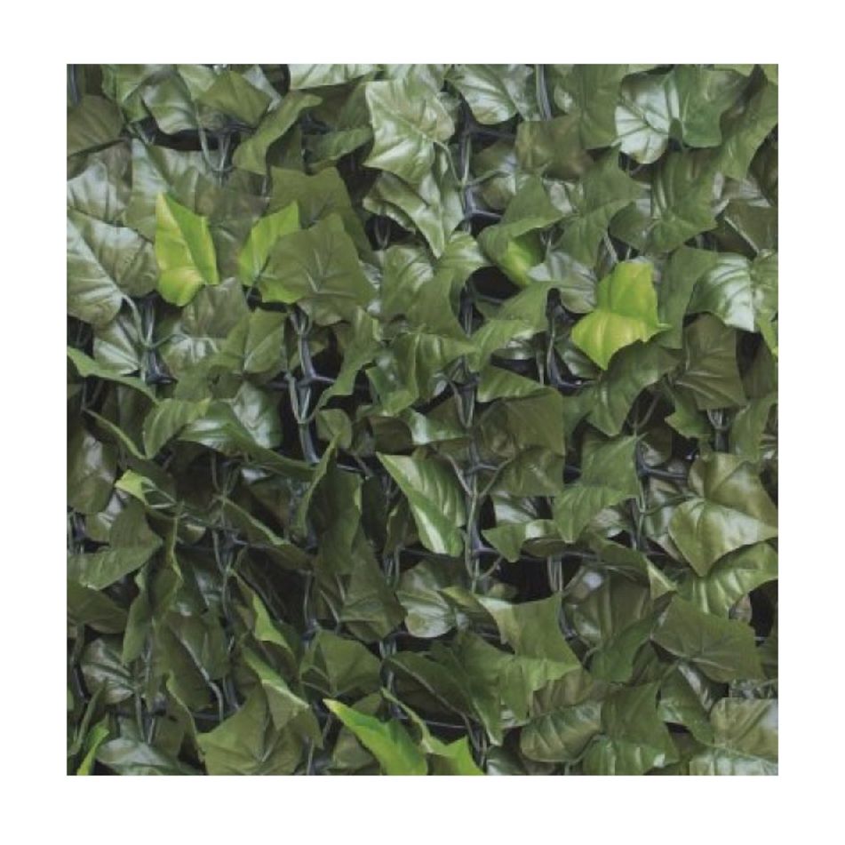siepe-sempreverde-edera-15x3m