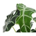 vaso-con-alocasia-d-dot-27xh50cm