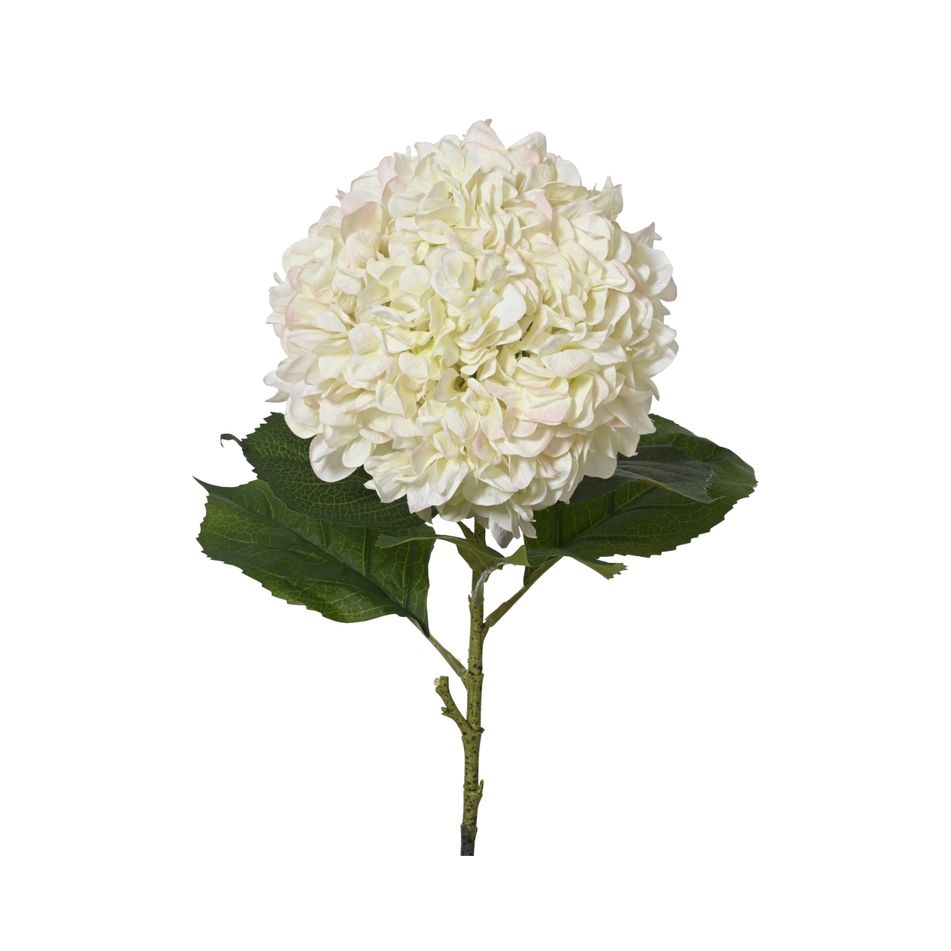 ortensia-d-dot-27xh106cm-crema