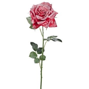 ROSA INNEVATA X DEC NAT ROSSA CM84