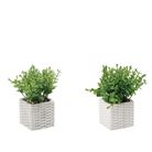 vaso-con-pianta-grassa-decorativa-8x8xh18cm-in-2-c