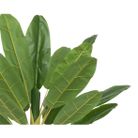 pianta-di-banano-120x120xh280cm-verde-con-vaso