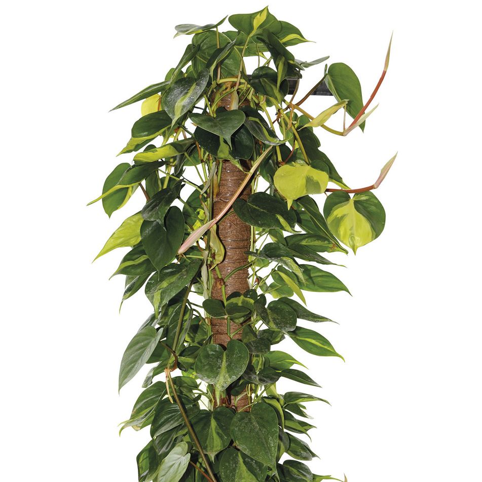bastone-muschiato-150cm