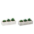 vaso-con-pianta-grassa-decorativa-26x10xh10cm-in-2