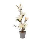 vaso-con-magnolia-5-fiori-e-3-boccioli-d-dot-11xh53cm