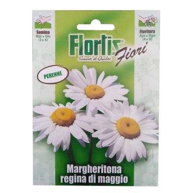 TUTTOGIARDINO MARGHERITONA REGINA DI MAGGIO