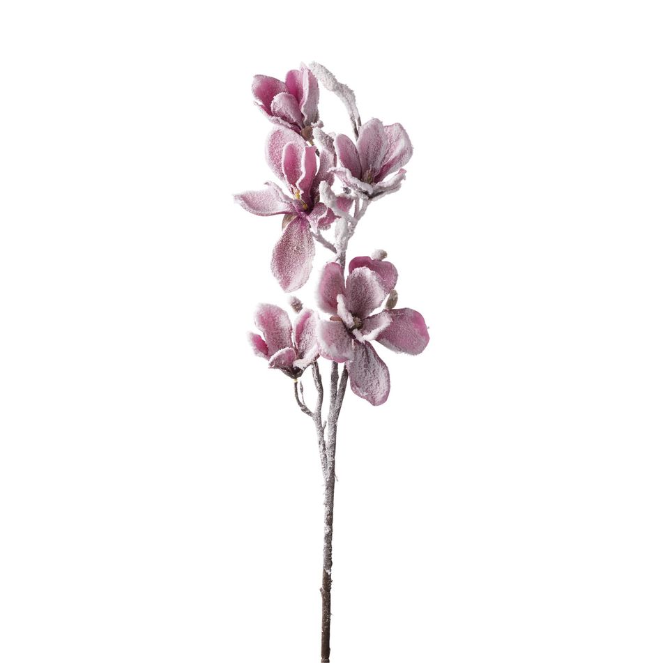 magnolia-innevata-cm92-rosa-slash-bianca