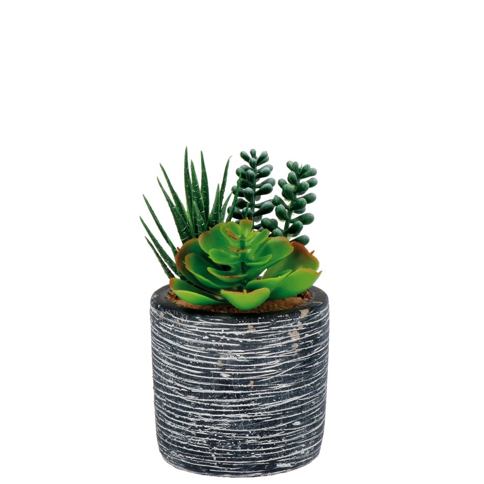 vaso-con-piante-grasse-d-dot-8xh16cm-in-3-modelli