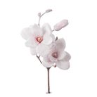 magnolia-innevata-cm50-rosa-slash-bianca