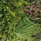 siepe-artificiale-wonderland-100x100cm-verde-fissa