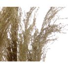 vaso-con-pampas-25x25xh65cm-in-plastica
